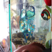 Peacock Feathers Blauwgroen Peacocks Raamsticker