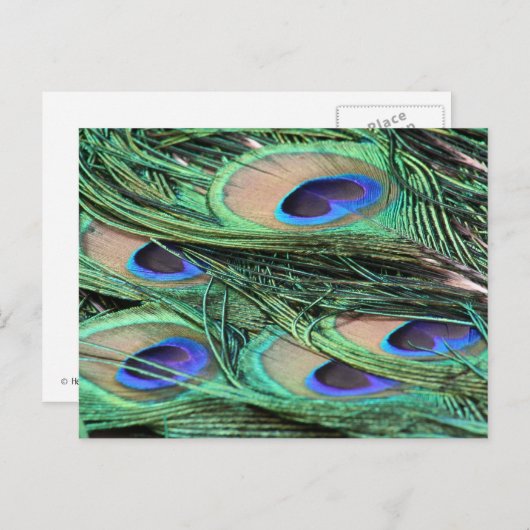 Peacock Feathers Briefkaart (Voorkant / Achterkant)