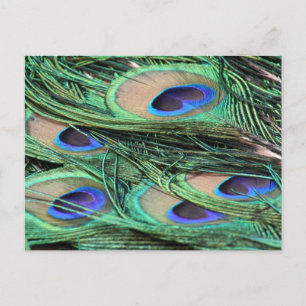 Peacock Feathers Briefkaart