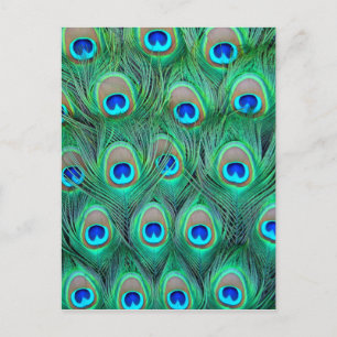 Peacock Feathers Briefkaart