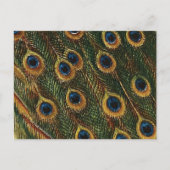 Peacock Feathers Briefkaart (Voorkant)