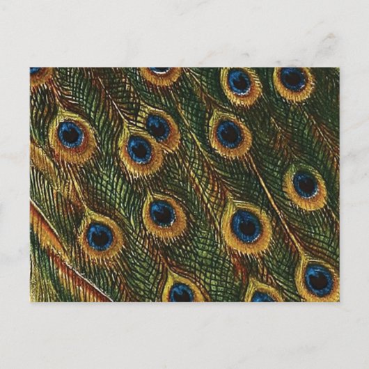 Peacock Feathers Briefkaart (Voorkant)