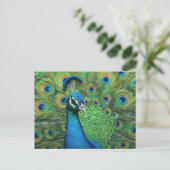 Peacock Feathers Briefkaart (Staand voorkant)