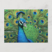 Peacock Feathers Briefkaart (Voorkant)