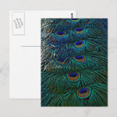 Peacock Feathers Briefkaart (Voorkant / Achterkant)