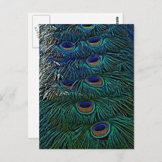 Peacock Feathers Briefkaart (Voorkant / Achterkant)