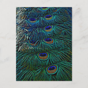 Peacock Feathers Briefkaart