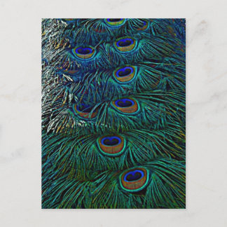 Peacock Feathers Briefkaart