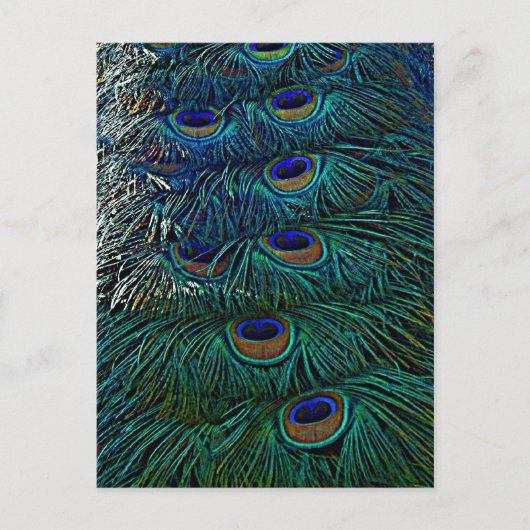 Peacock Feathers Briefkaart (Voorkant)