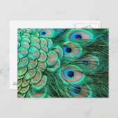 PEACOCK FEATHERS BRIEFKAART (Voorkant / Achterkant)
