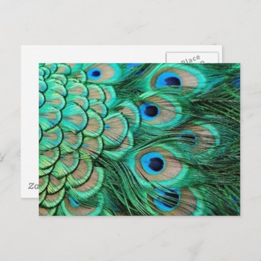 PEACOCK FEATHERS BRIEFKAART (Voorkant / Achterkant)