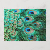 PEACOCK FEATHERS BRIEFKAART (Voorkant)