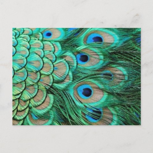 PEACOCK FEATHERS BRIEFKAART (Voorkant)