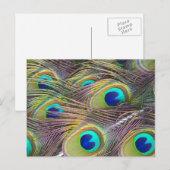 Peacock Feathers Briefkaart (Voorkant / Achterkant)