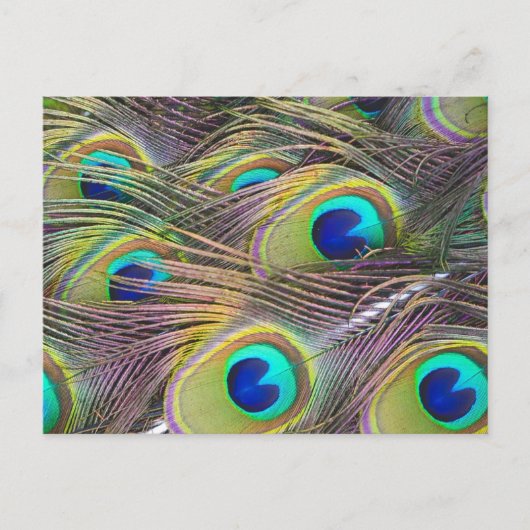 Peacock Feathers Briefkaart (Voorkant)