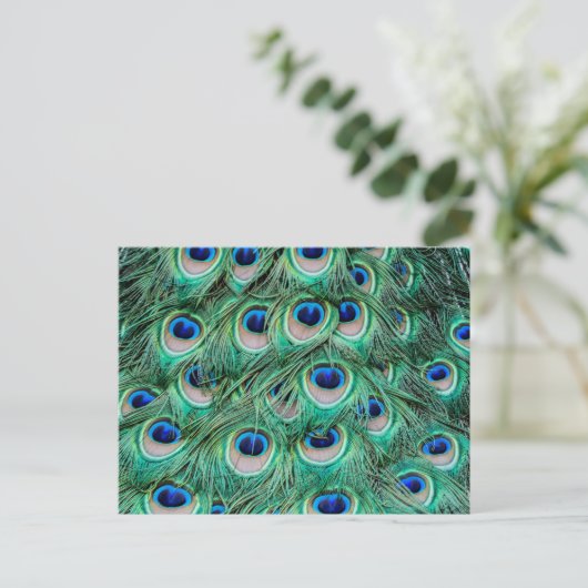 Peacock Feathers Briefkaart (Staand voorkant)