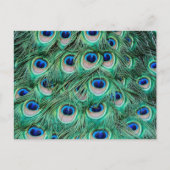 Peacock Feathers Briefkaart (Voorkant)