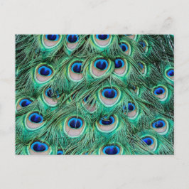 Peacock Feathers Briefkaart