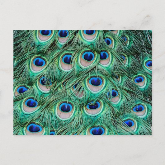 Peacock Feathers Briefkaart (Voorkant)