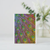 Peacock Feathers Briefkaart (Staand voorkant)