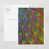Peacock Feathers Briefkaart (Voorkant / Achterkant)