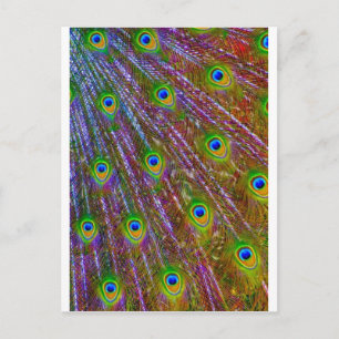 Peacock Feathers Briefkaart