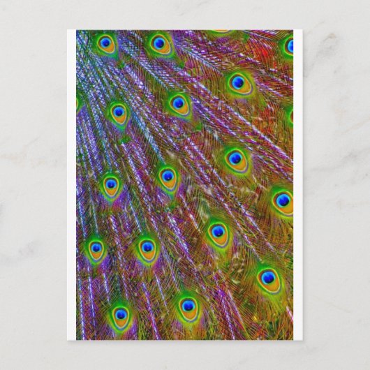 Peacock Feathers Briefkaart (Voorkant)
