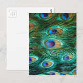 PEACOCK FEATHERS BRIEFKAART (Voorkant / Achterkant)