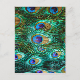 PEACOCK FEATHERS BRIEFKAART