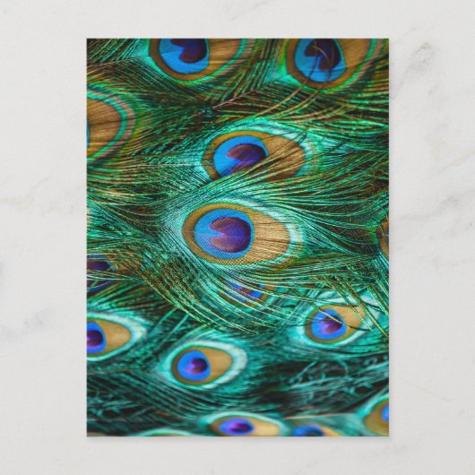 PEACOCK FEATHERS BRIEFKAART (Voorkant)