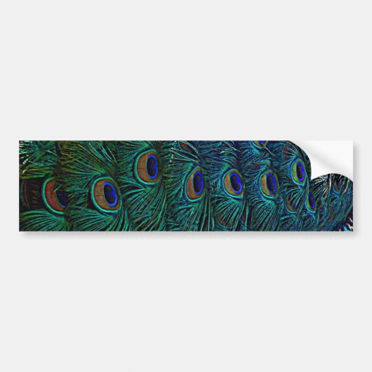 Peacock Feathers Bumpersticker (Voorkant)