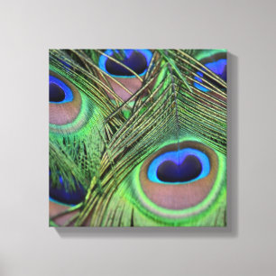Peacock Feathers Canvas Afdruk