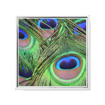 Peacock Feathers
