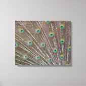Peacock Feathers Canvas Afdruk (Voorkant)