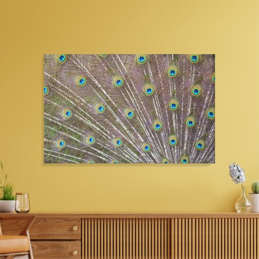 Peacock Feathers Canvas Afdruk (Insitu (Woonkamer))