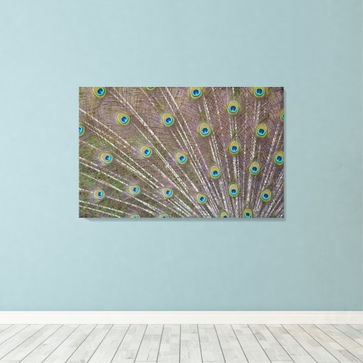 Peacock Feathers Canvas Afdruk (Insitu (Houten vloer))
