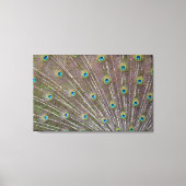 Peacock Feathers Canvas Afdruk (Voorkant)