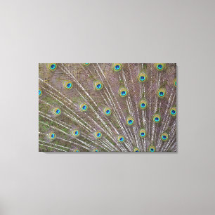 Peacock Feathers Canvas Afdruk
