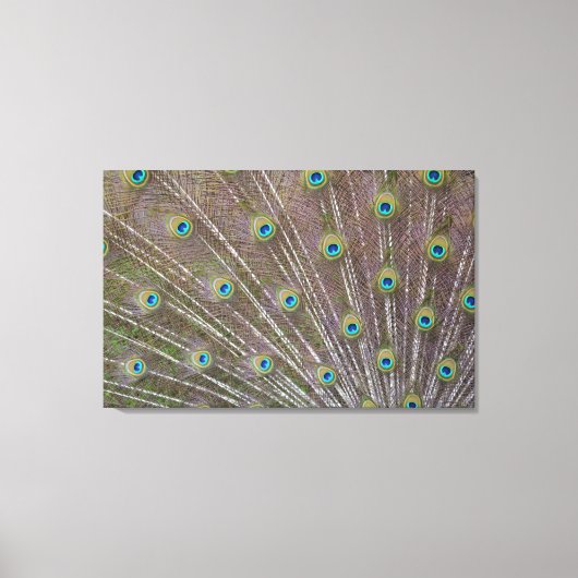 Peacock Feathers Canvas Afdruk (Voorkant)