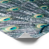 Peacock Feathers Canvas Print (Hoek)