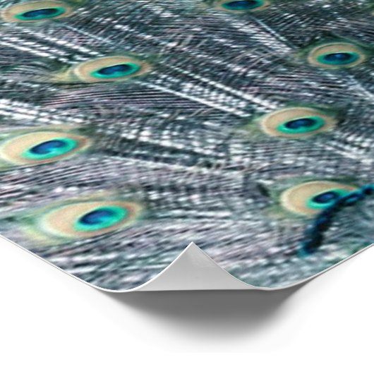 Peacock Feathers Canvas Print (Hoek)