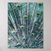Peacock Feathers Canvas Print (Voorkant)