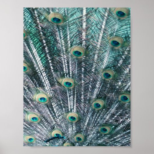 Peacock Feathers Canvas Print (Voorkant)