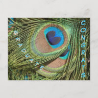 Peacock Feathers Close Up Afstuderen Briefkaart
