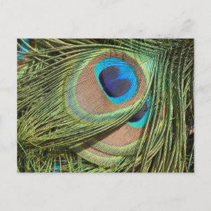 Peacock Feathers Close Up DIY Briefkaart