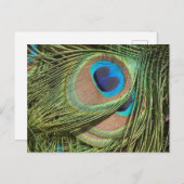 Peacock Feathers Close Up DIY Briefkaart (Voorkant / Achterkant)