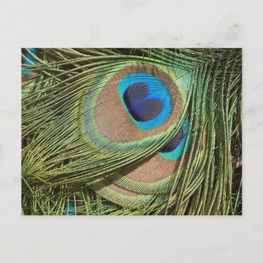 Peacock Feathers Close Up DIY Briefkaart (Voorkant)
