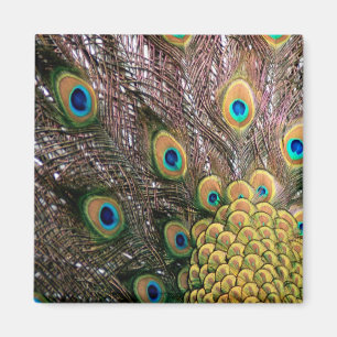 Peacock Feathers Emerald Green en Gold Magneet