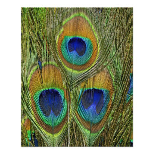 Peacock Feathers Foto Afdruk