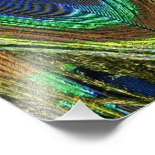Peacock Feathers Foto Afdruk (Hoek)